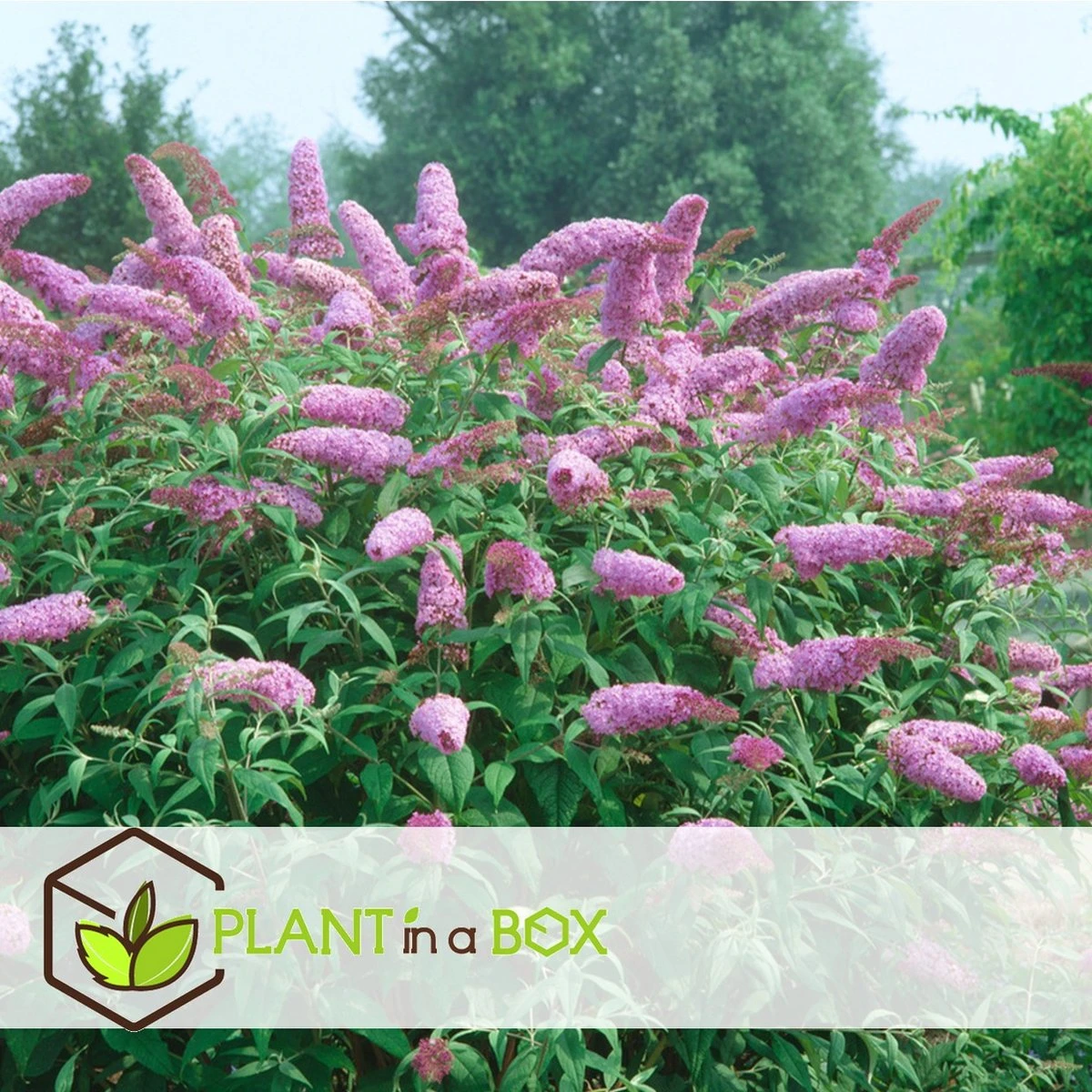Plant In A Box - Mix Van 3 Vlinderstruiken - Buddleja Davidii 'Nanho Blue', 'Pink Delight', 'White Profusion' - Pot 9cm - Hoogte 25-40cm - Afbeelding 2