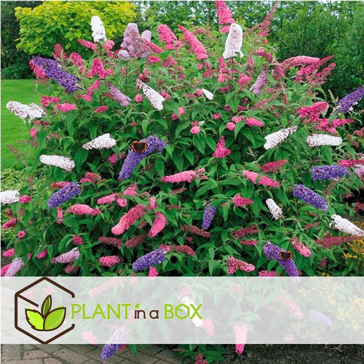 Plant In A Box - Mix Van 3 Vlinderstruiken - Buddleja Davidii 'Nanho Blue', 'Pink Delight', 'White Profusion' - Pot 9cm - Hoogte 25-40cm - Afbeelding 3