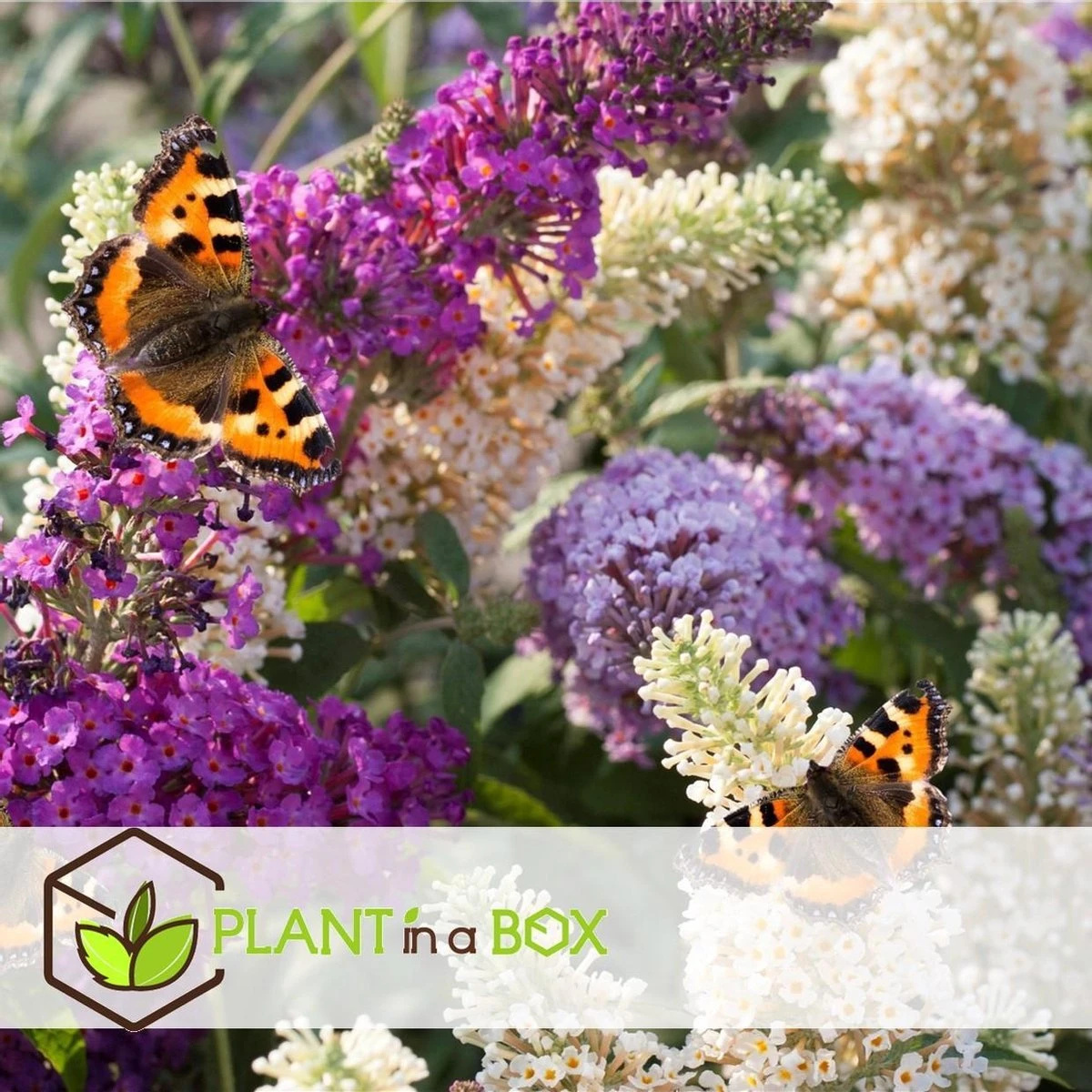 Plant In A Box - Mix Van 3 Vlinderstruiken - Buddleja Davidii 'Nanho Blue', 'Pink Delight', 'White Profusion' - Pot 9cm - Hoogte 25-40cm - Afbeelding 5