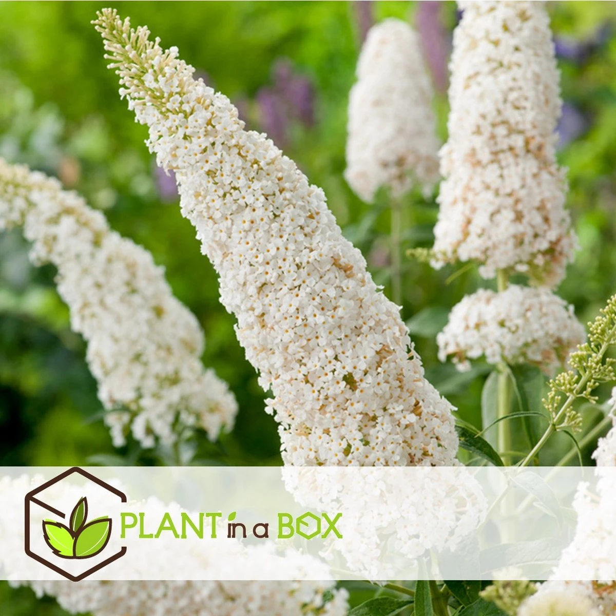 Plant In A Box - Mix Van 3 Vlinderstruiken - Buddleja Davidii 'Nanho Blue', 'Pink Delight', 'White Profusion' - Pot 9cm - Hoogte 25-40cm - Afbeelding 6