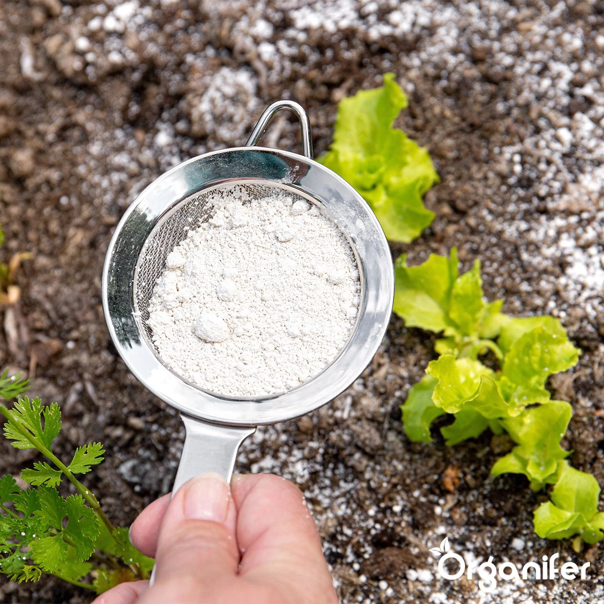 Diatomeeënaarde – 100% Zuiver – Ultra Fijn Poeder (25 Liter Zak – 10 Kg) - Organifer - Afbeelding 3