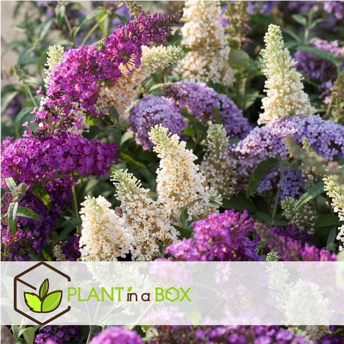 Plant In A Box - Mix Van 3 Vlinderstruiken - Buddleja Davidii 'Nanho Blue', 'Pink Delight', 'White Profusion' - Pot 9cm - Hoogte 25-40cm - Afbeelding 8