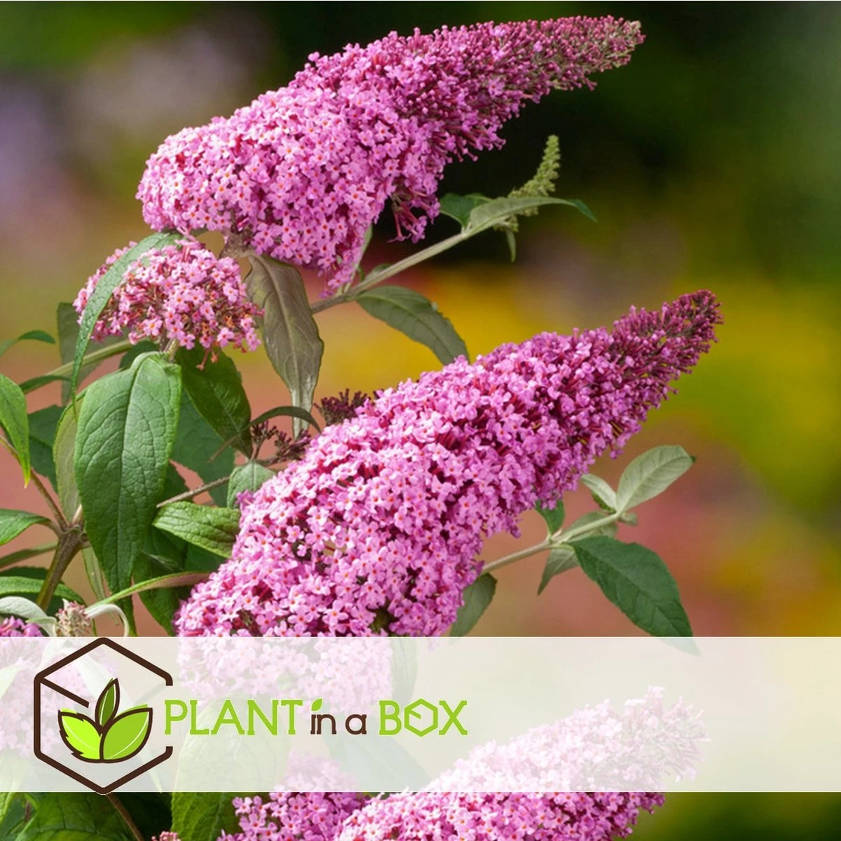 Plant In A Box - Mix Van 3 Vlinderstruiken - Buddleja Davidii 'Nanho Blue', 'Pink Delight', 'White Profusion' - Pot 9cm - Hoogte 25-40cm - Afbeelding 10