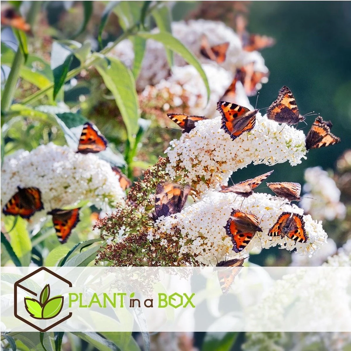 Plant In A Box - Mix Van 3 Vlinderstruiken - Buddleja Davidii 'Nanho Blue', 'Pink Delight', 'White Profusion' - Pot 9cm - Hoogte 25-40cm - Afbeelding 12