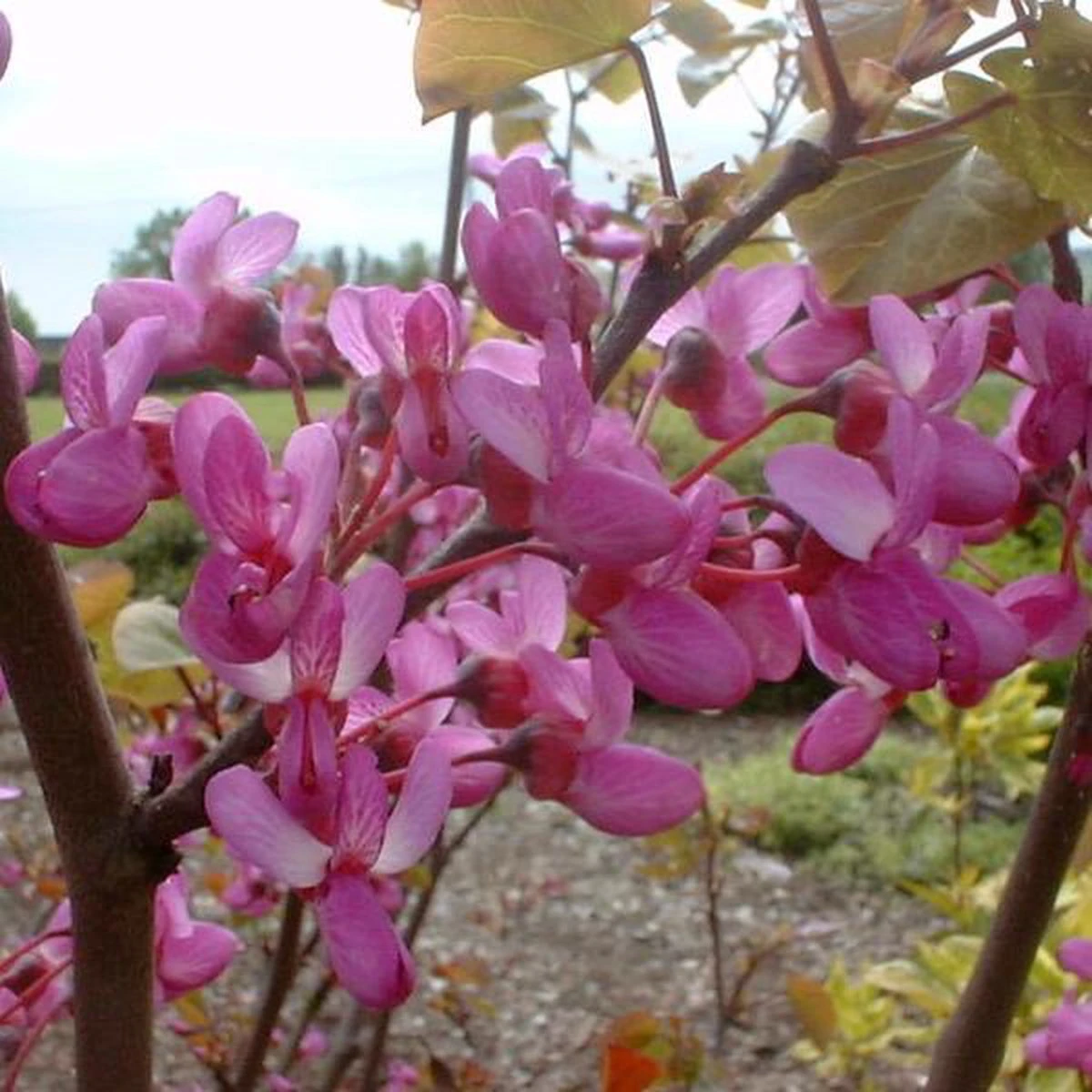 Cercis Siliquastrum - Judasboom 40-50 Cm In Pot - Afbeelding 2