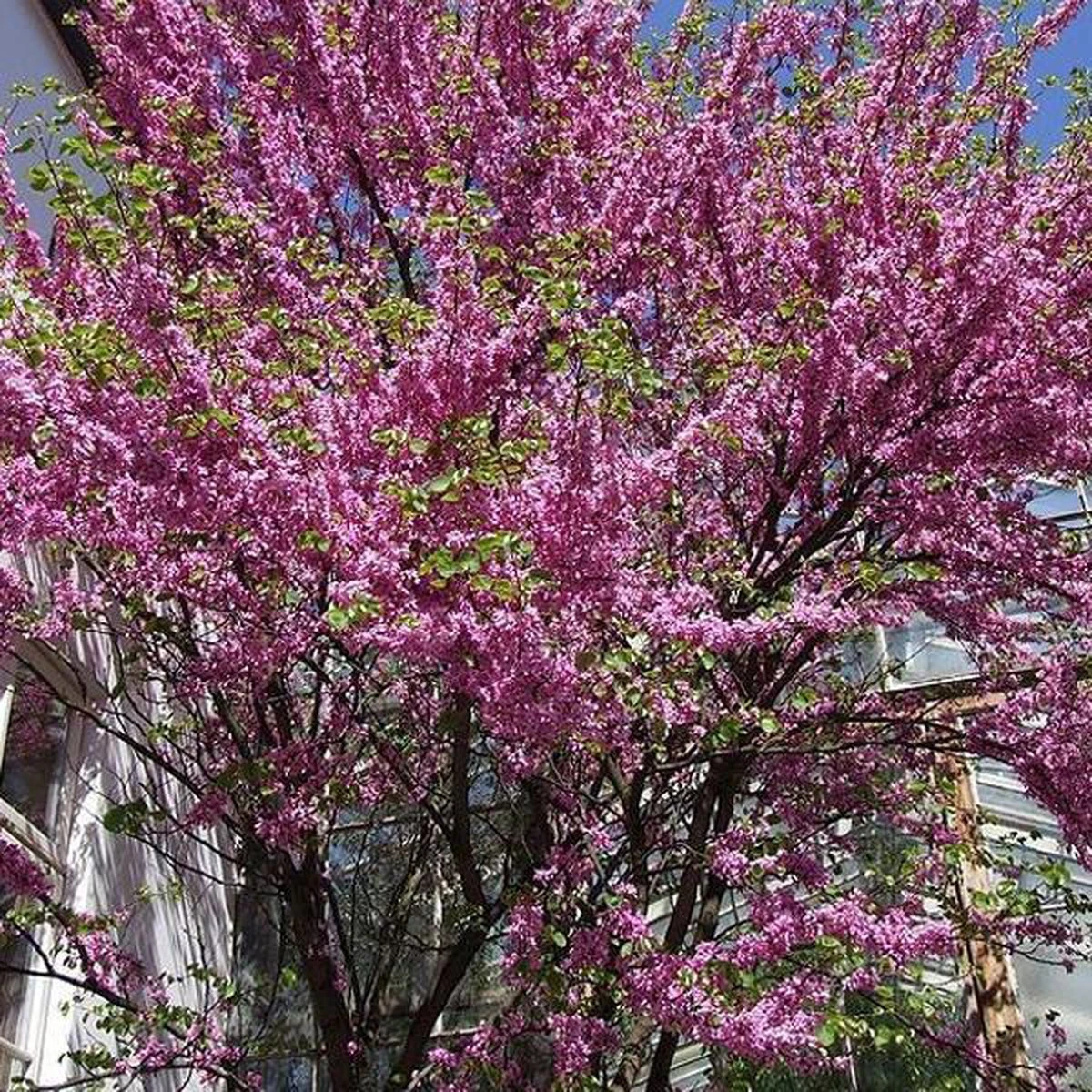 Cercis Siliquastrum - Judasboom 40-50 Cm In Pot - Afbeelding 3