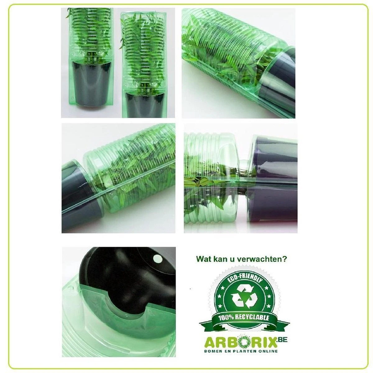 Cercis Siliquastrum - Judasboom 40-50 Cm In Pot - Afbeelding 4