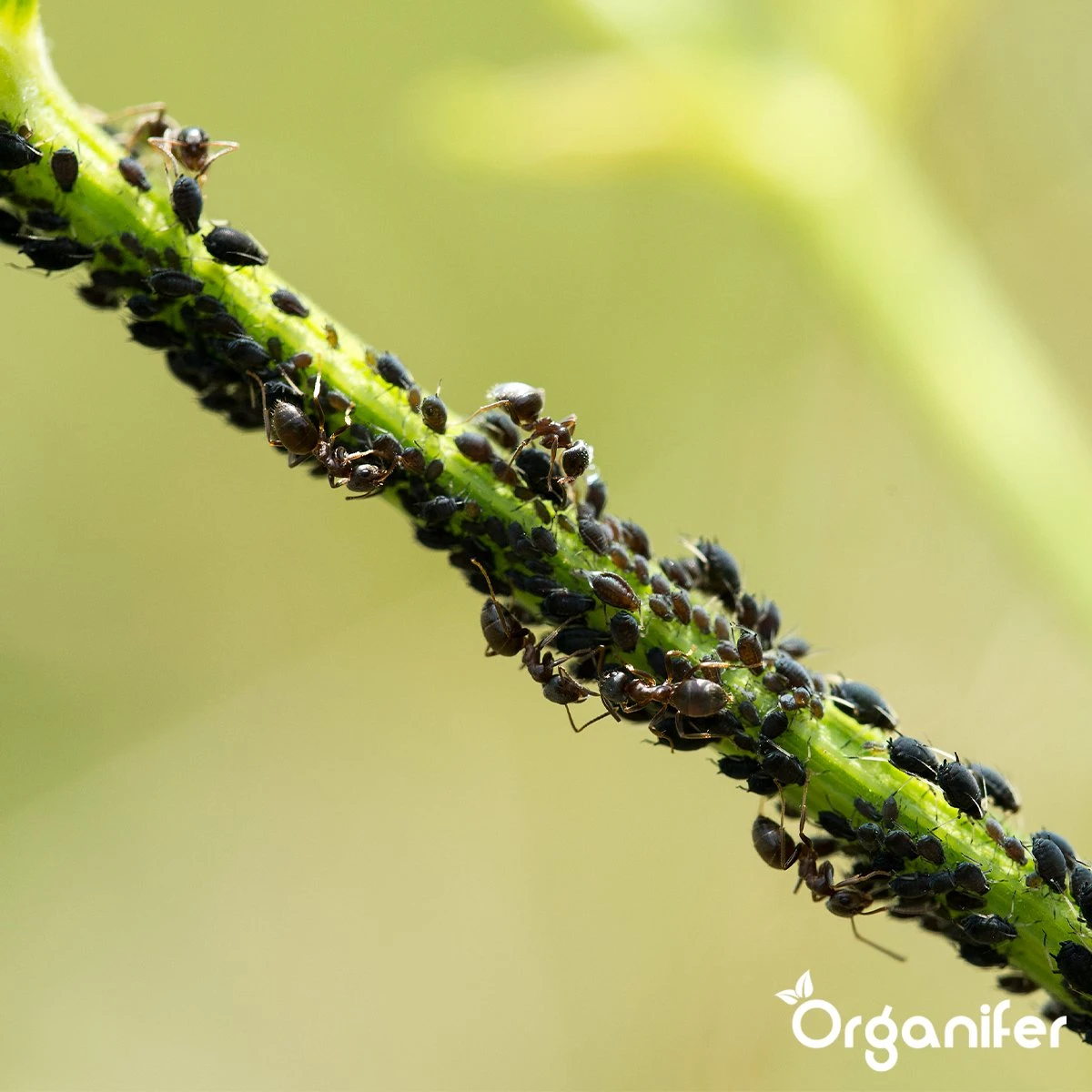 Diatomeeënaarde – 100% Zuiver – Ultra Fijn Poeder (25 Liter Zak – 10 Kg) - Organifer - Afbeelding 4