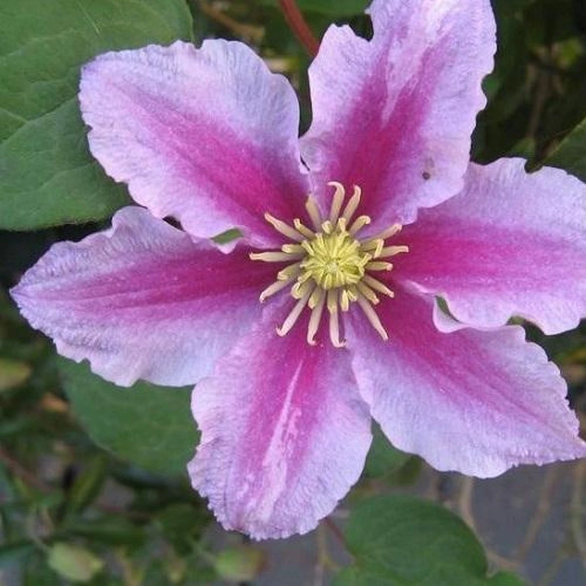 2 X Clematis Piilu - Set Van 2 Klimplanten - Roze, Meerjarig & Winterharde Tuinplanten | 2 X 1,5 Liter Potten - Afbeelding 2