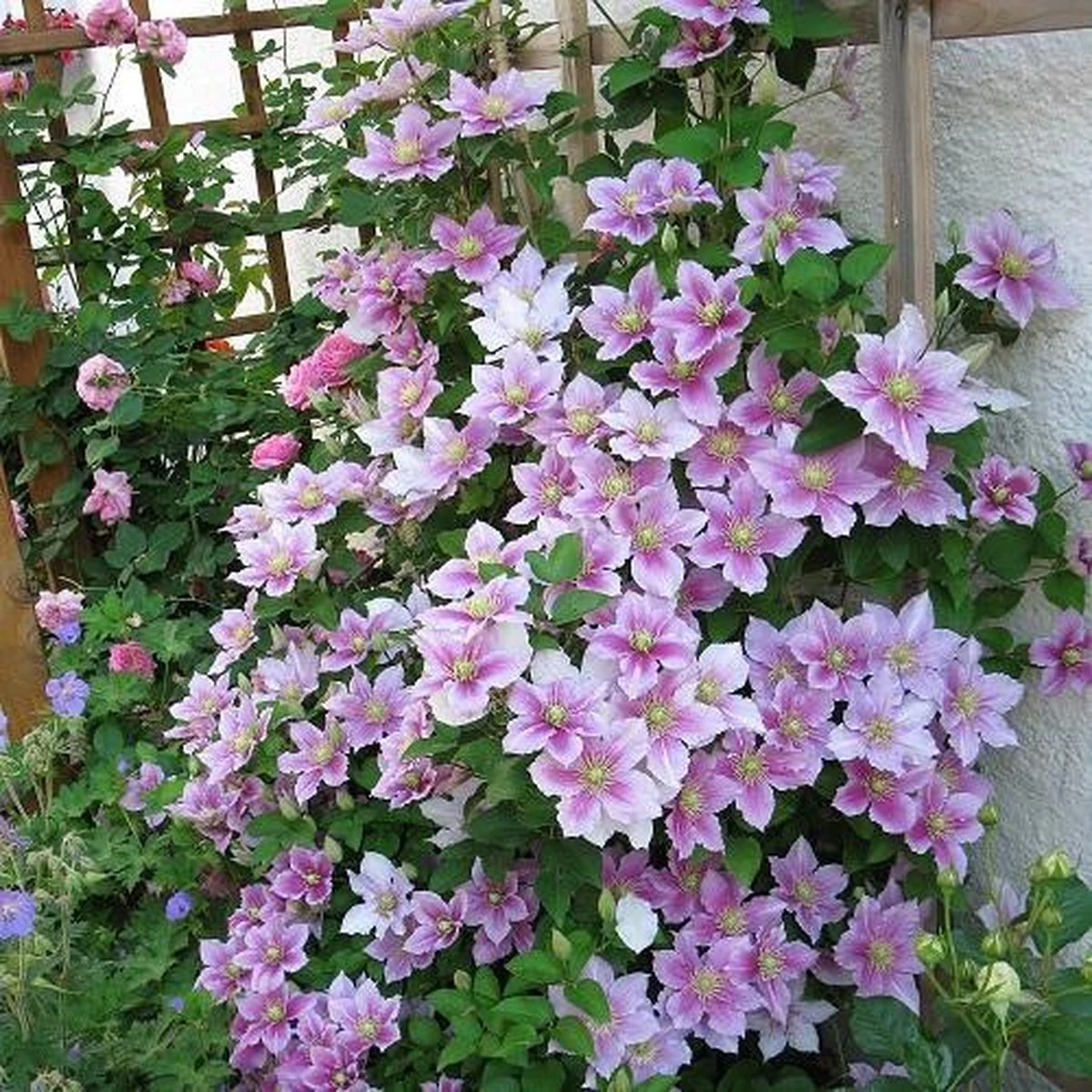 2 X Clematis Piilu - Set Van 2 Klimplanten - Roze, Meerjarig & Winterharde Tuinplanten | 2 X 1,5 Liter Potten - Afbeelding 3