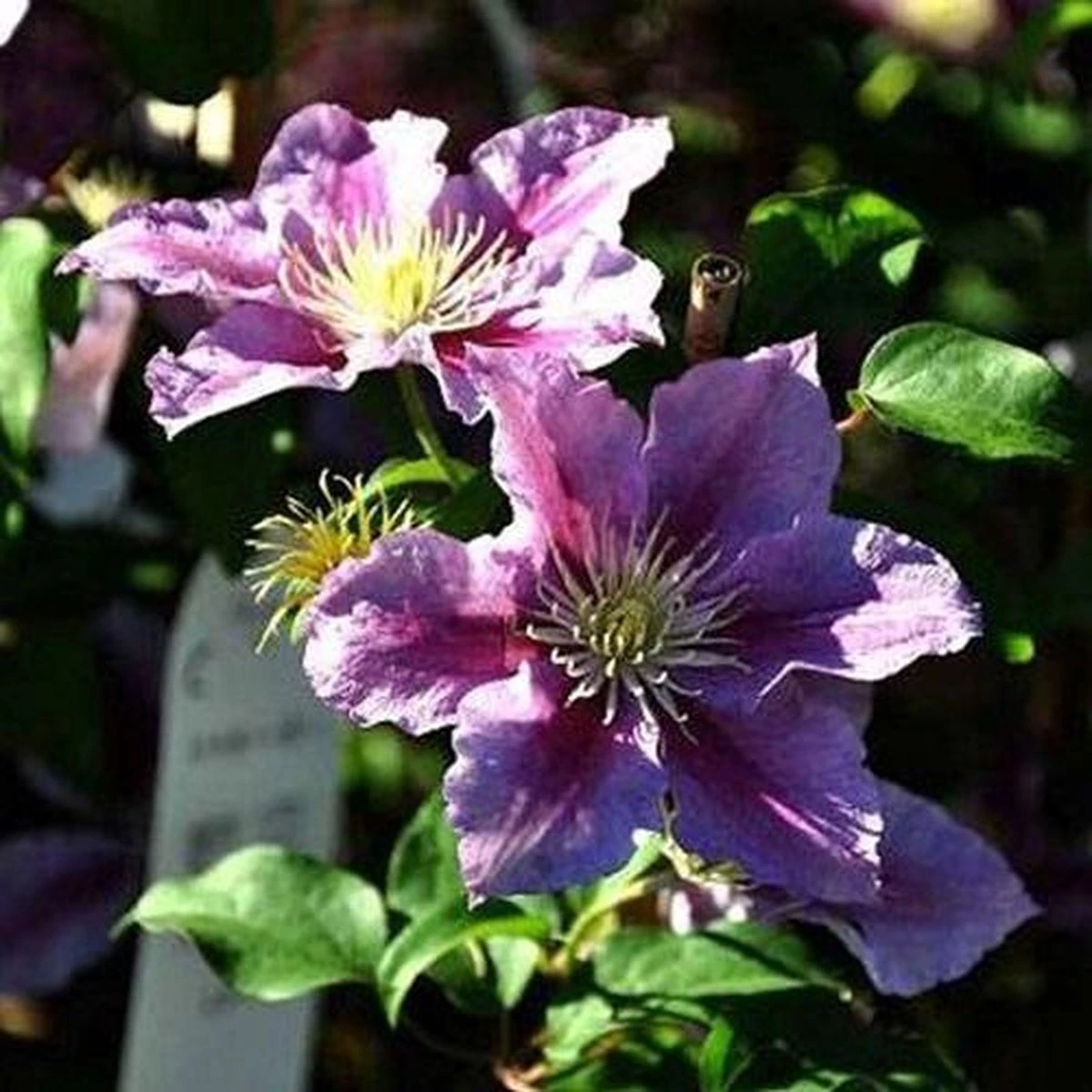 2 X Clematis Piilu - Set Van 2 Klimplanten - Roze, Meerjarig & Winterharde Tuinplanten | 2 X 1,5 Liter Potten - Afbeelding 4
