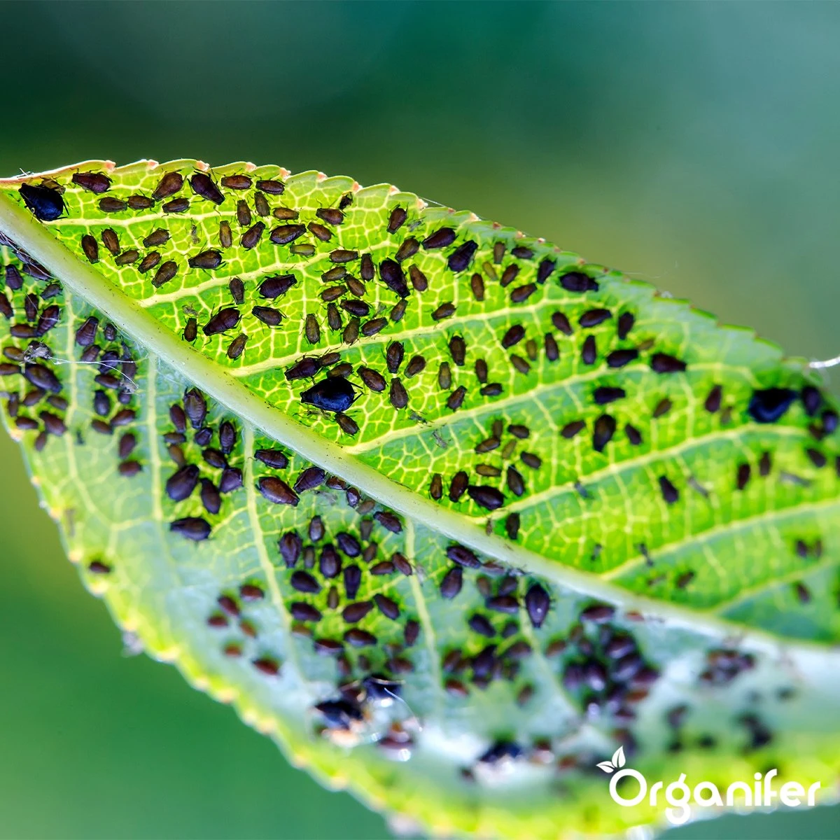 Diatomeeënaarde – 100% Zuiver – Ultra Fijn Poeder (25 Liter Zak – 10 Kg) - Organifer - Afbeelding 5