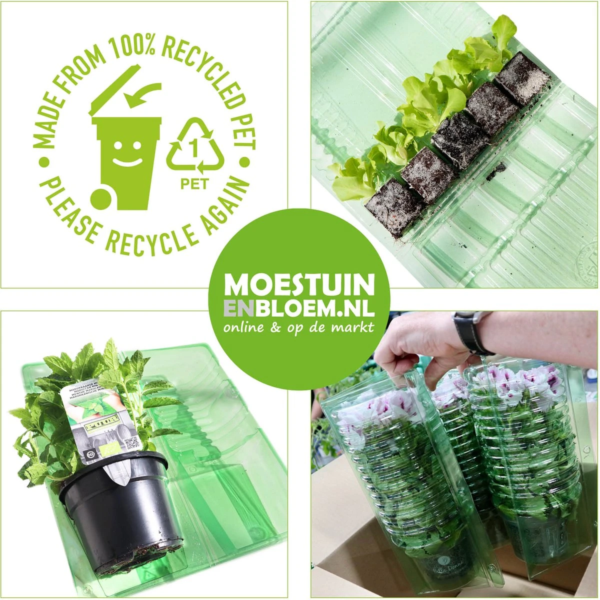 Merkloos 4 Lagen Vers Mos (Platmos) - Leuk Voor Decoratie - In Kist (40x30cm) - Afbeelding 7