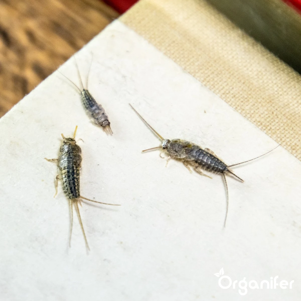 Diatomeeënaarde – 100% Zuiver – Ultra Fijn Poeder (25 Liter Zak – 10 Kg) - Organifer - Afbeelding 6