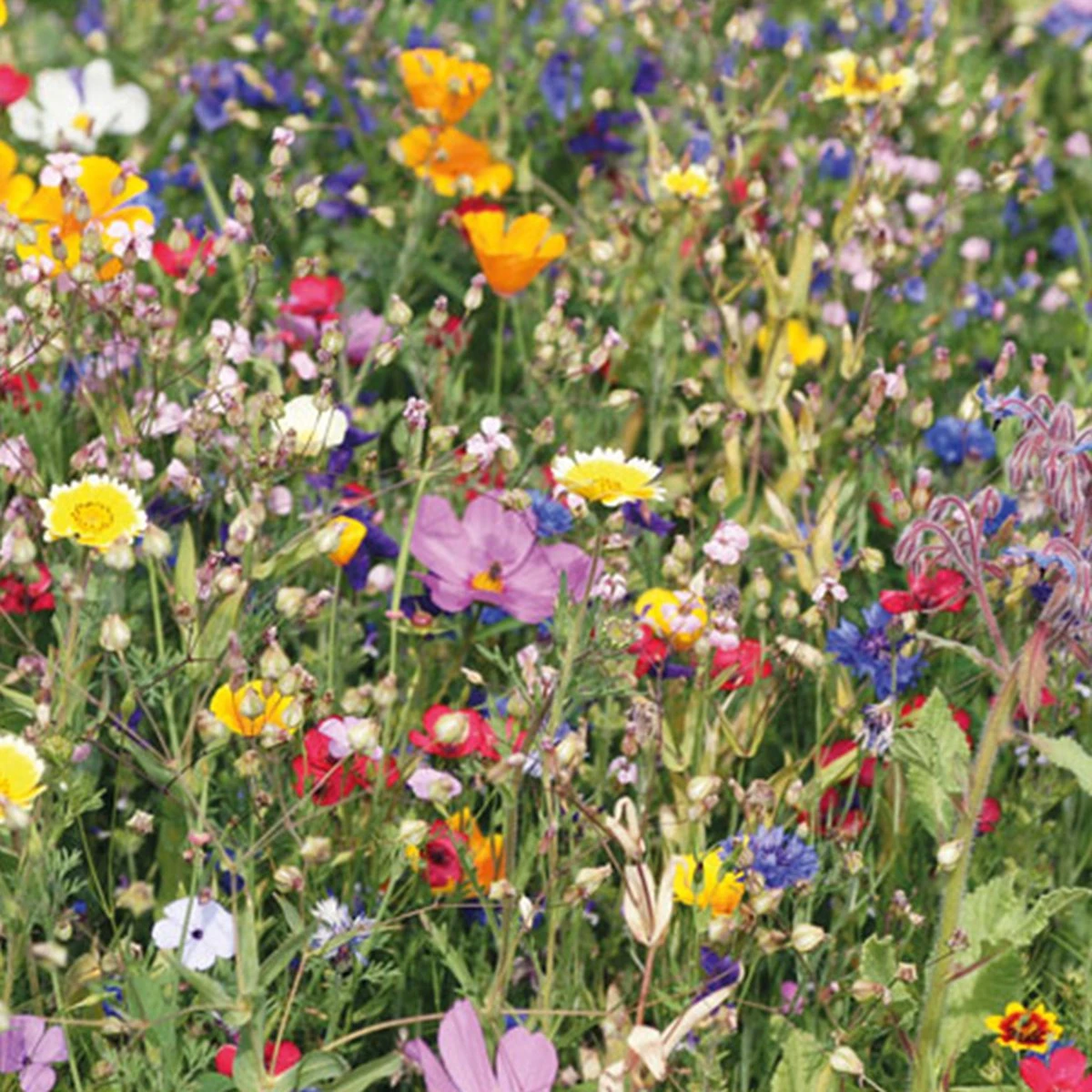 Merkloos Zakje Gemengde Zomer Bloemzaden - Bedankt Juf Cadeau - Bedankt Voor Het Leuke Schooljaar - Juf Cadeau - Afscheidscadeau - Afbeelding 2
