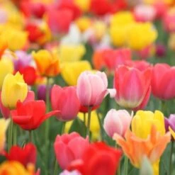 Merkloos Verschillende Kleuren Tulpenbollen Mix Met 30 Tulpen Bollen - Bloembollen Mix - Tuin - Tuindecoratie - Bloemen - Balkon