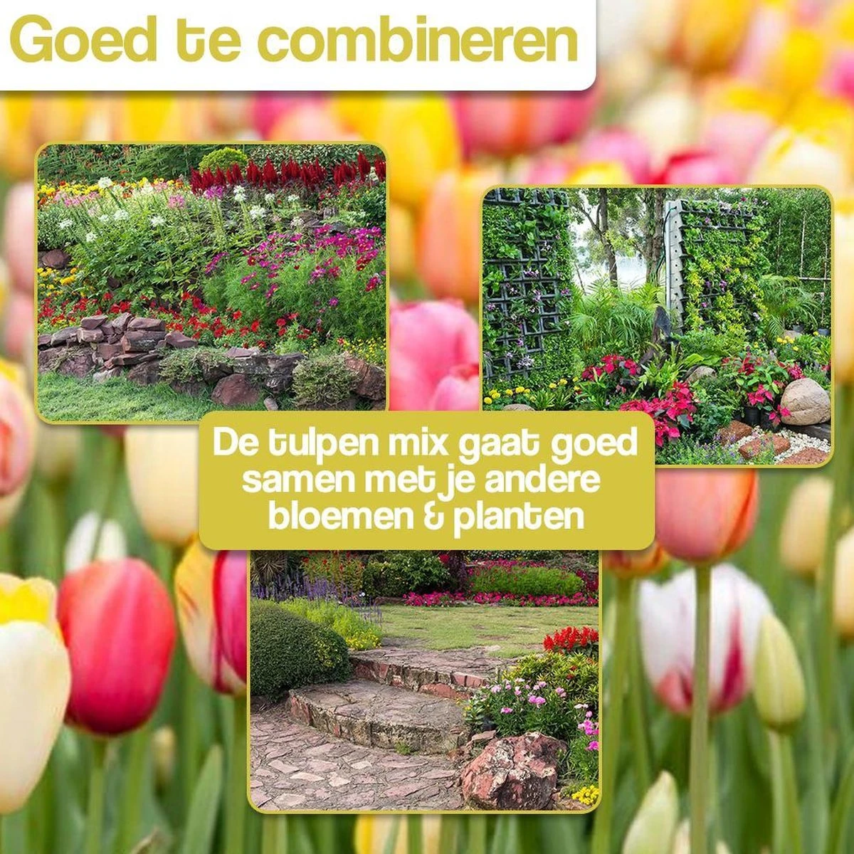 KH Bloembollen - 100 Tulpenbollen MIX XXL - Tuin - Tulpen - Bloemen - Afbeelding 2