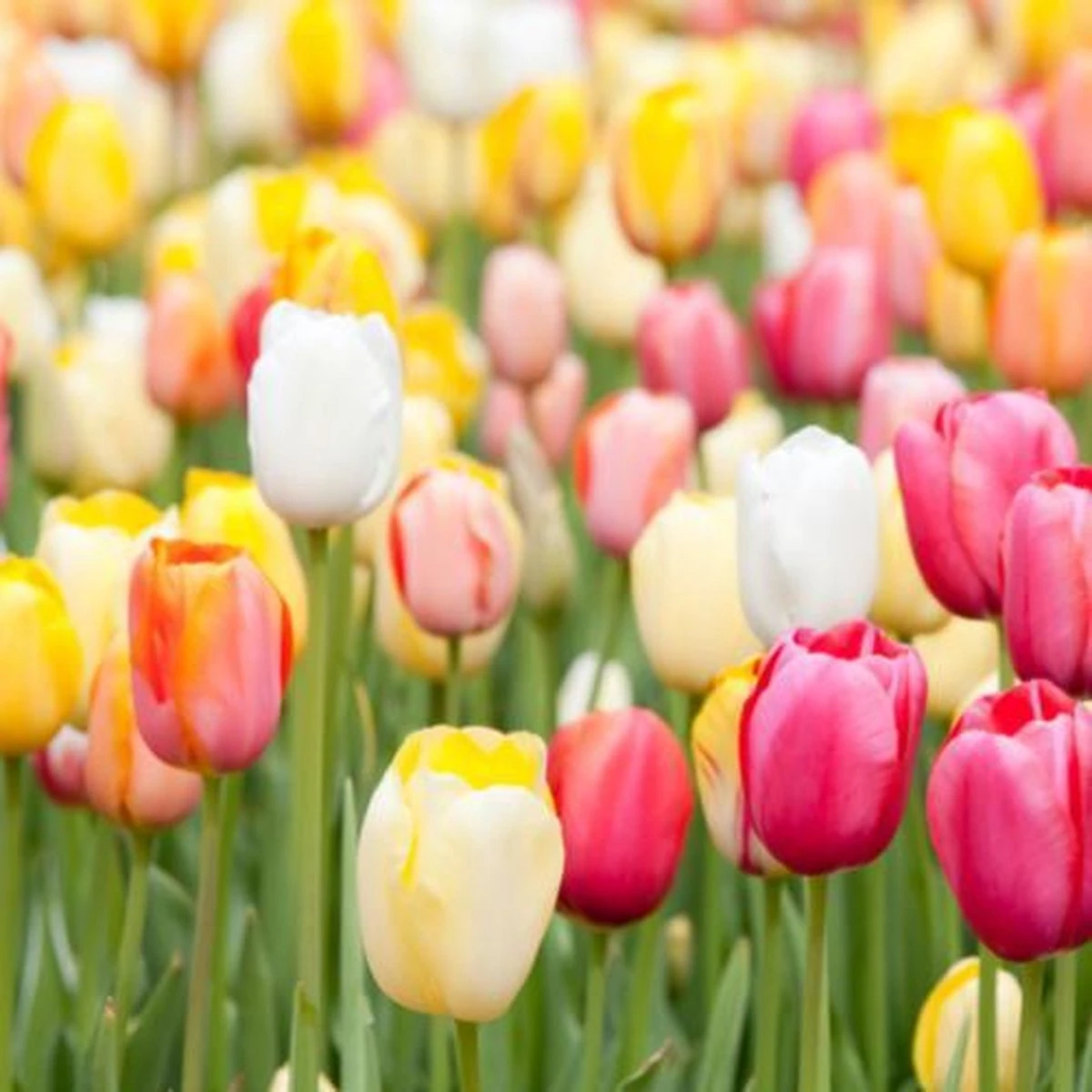KH Bloembollen - 100 Tulpenbollen MIX XXL - Tuin - Tulpen - Bloemen - Afbeelding 3