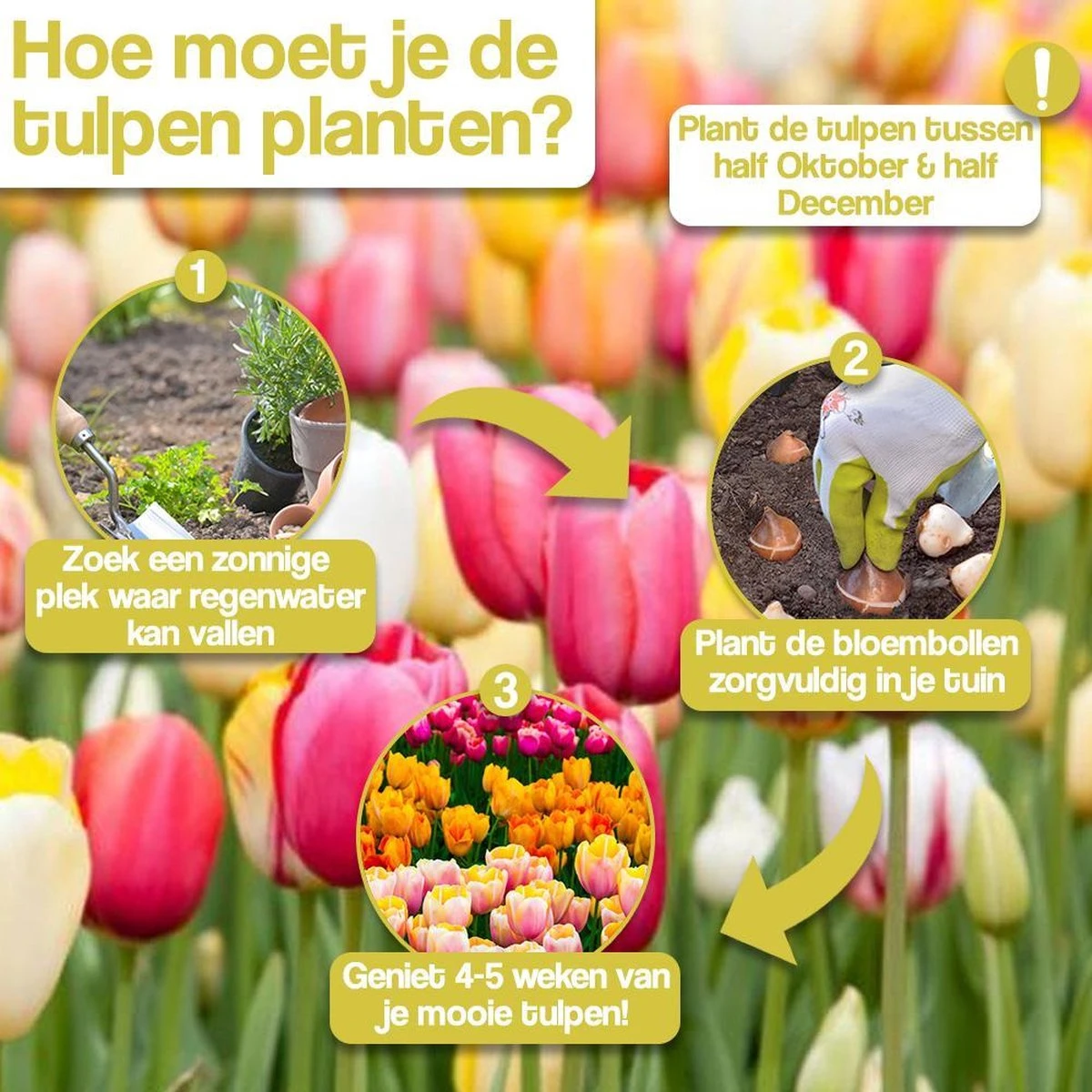 KH Bloembollen - 100 Tulpenbollen MIX XXL - Tuin - Tulpen - Bloemen - Afbeelding 4
