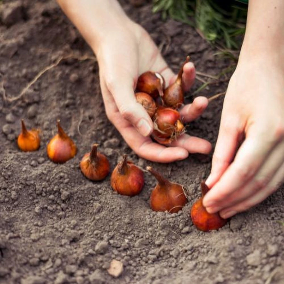 KH Bloembollen - 100 Tulpenbollen MIX XXL - Tuin - Tulpen - Bloemen - Afbeelding 5