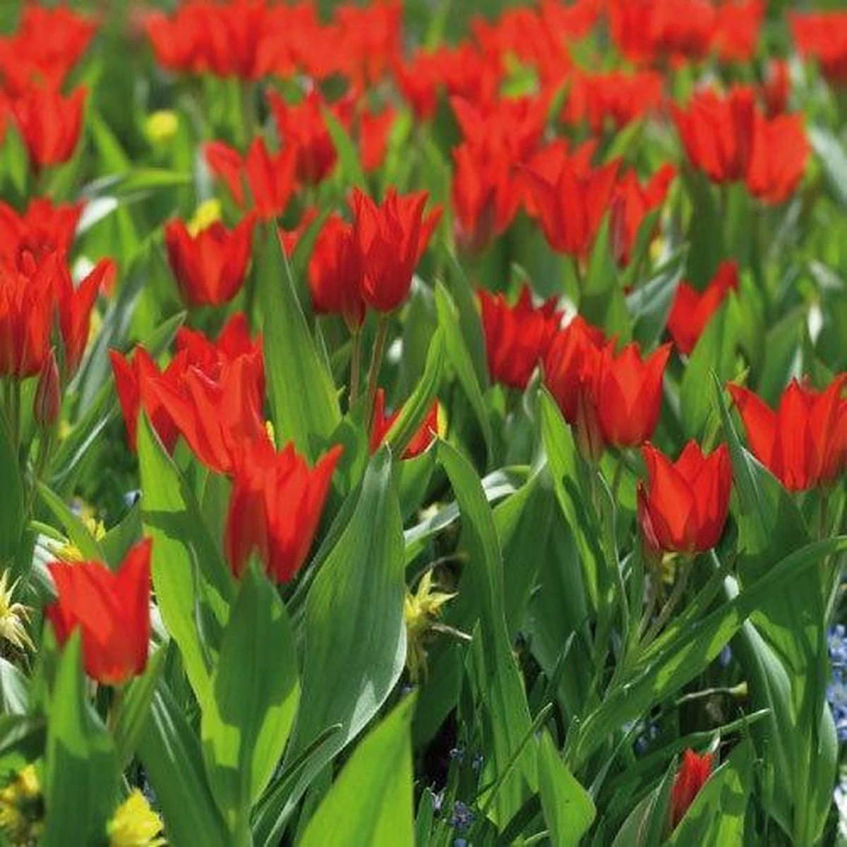 Merkloos Tulpenbol Tubergen - 2x30 Stuks