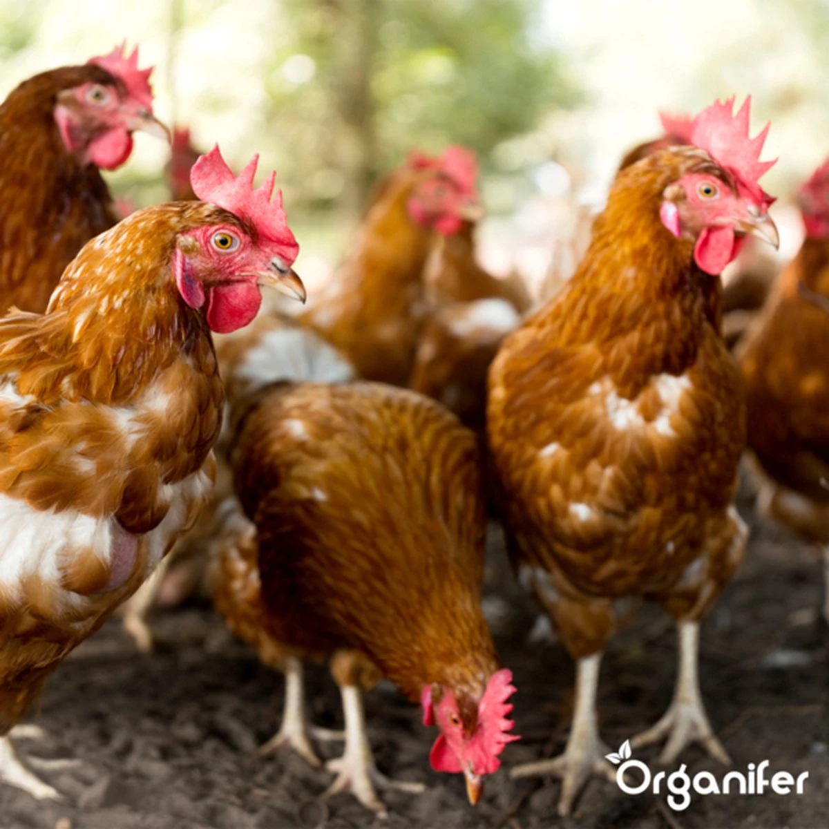 Diatomeeënaarde – 100% Zuiver – Ultra Fijn Poeder (25 Liter Zak – 10 Kg) - Organifer - Afbeelding 9