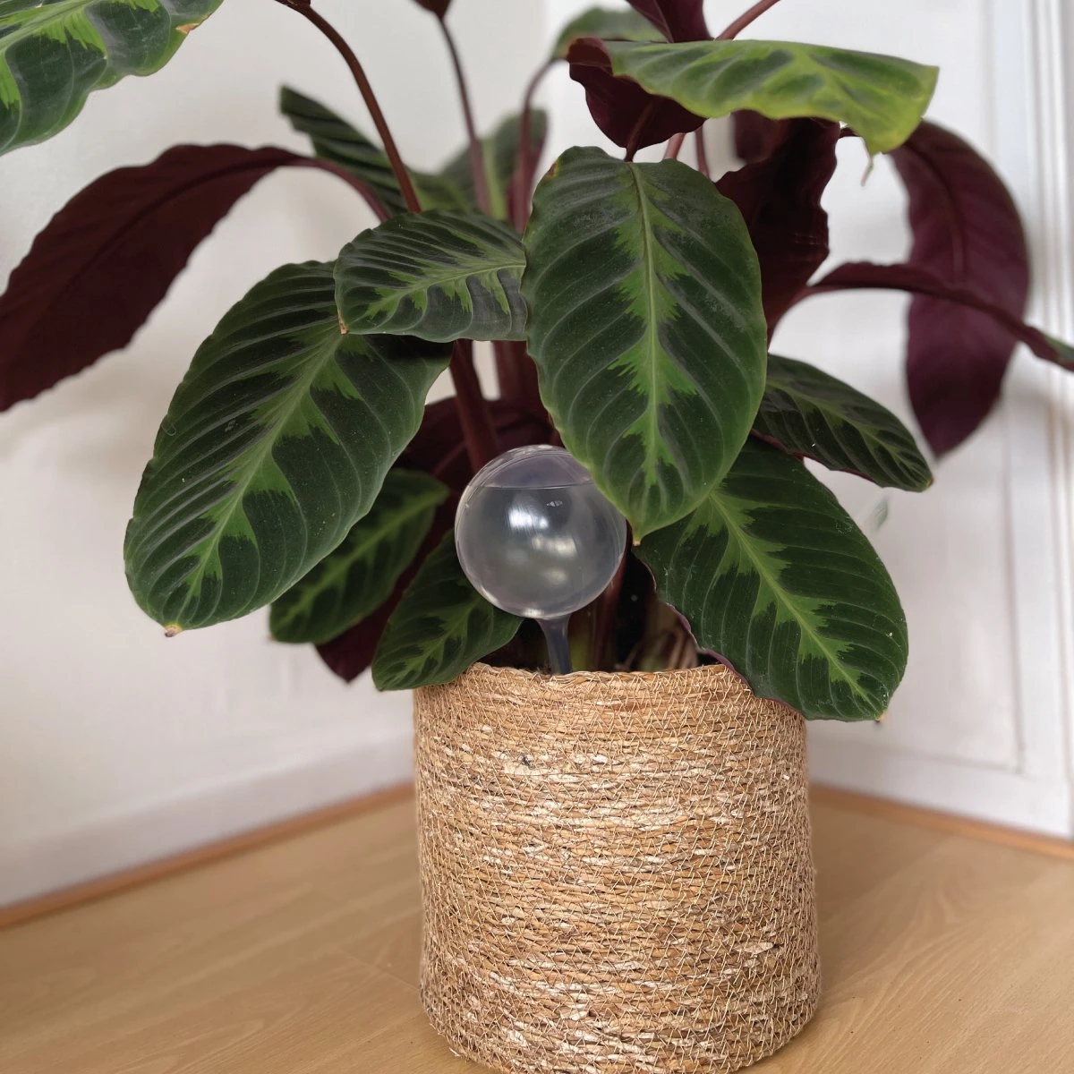 Merkloos JADI - Druppelsysteem - Waterdruppelaar Voor Uw Planten - Set Van 6 Stuks - 3 Grote & 3 Kleine - Transparante Waterbollen - Afbeelding 2