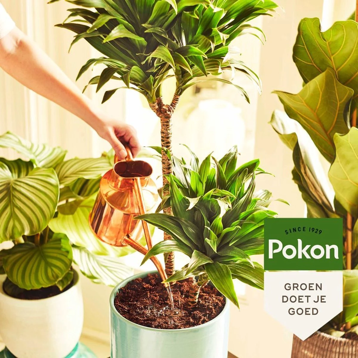 Pokon Kamerplanten Potgrond - 20l - Potgrond (kamerplant) - 6 Maanden Voeding - Afbeelding 5