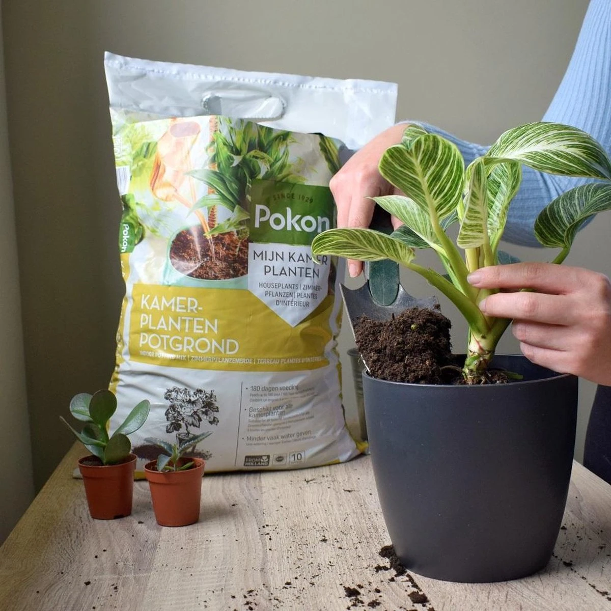 Pokon Kamerplanten Potgrond - 20l - Potgrond (kamerplant) - 6 Maanden Voeding - Afbeelding 6