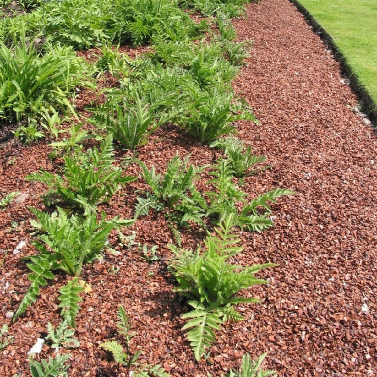 Culvita - Cacaodoppen 70 Liter - Cacao Geurende Bodembedekker - Organische Bodemverbeteraar - Afbeelding 3