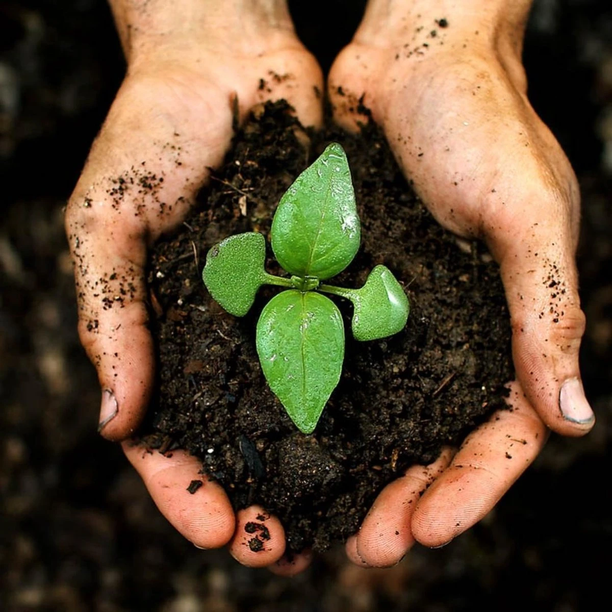 Culvita - Tuinaarde 40 Liter - Organische Bodemverbeteraar - Geschikt Voor Het Ophogen En Egaliseren Van Uw Tuin - Stimuleert Het Bodemleven - Afbeelding 3