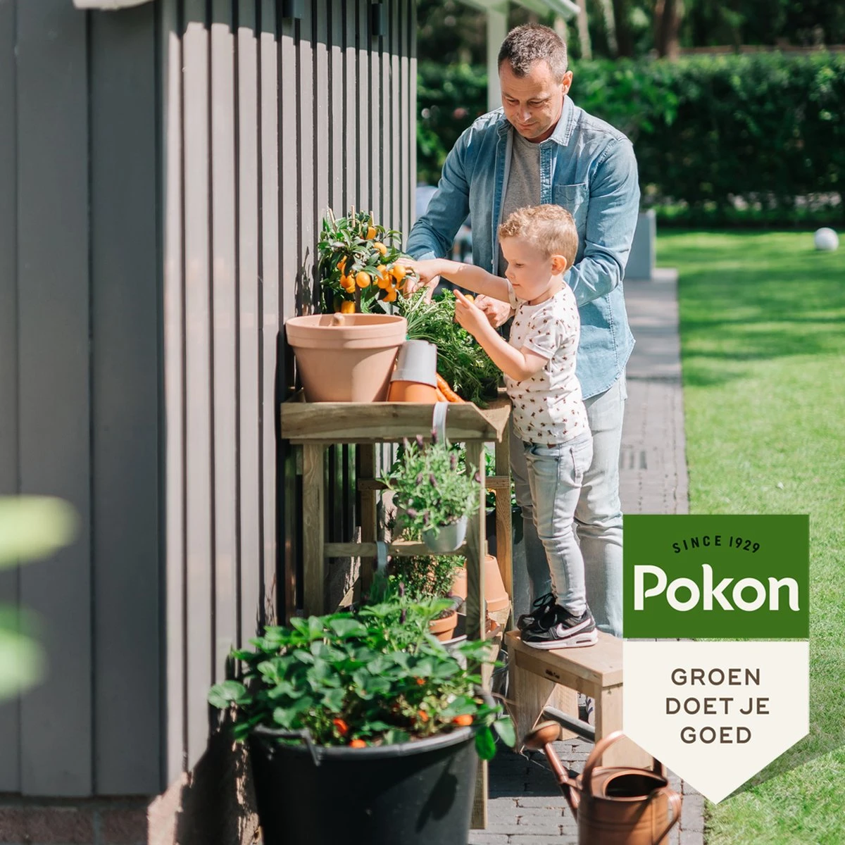 Pokon Bio Zaai- En Stekgrond - 3x10l - Potgrond (biologisch) - Stimuleert Wortelontwikkeling - Afbeelding 5