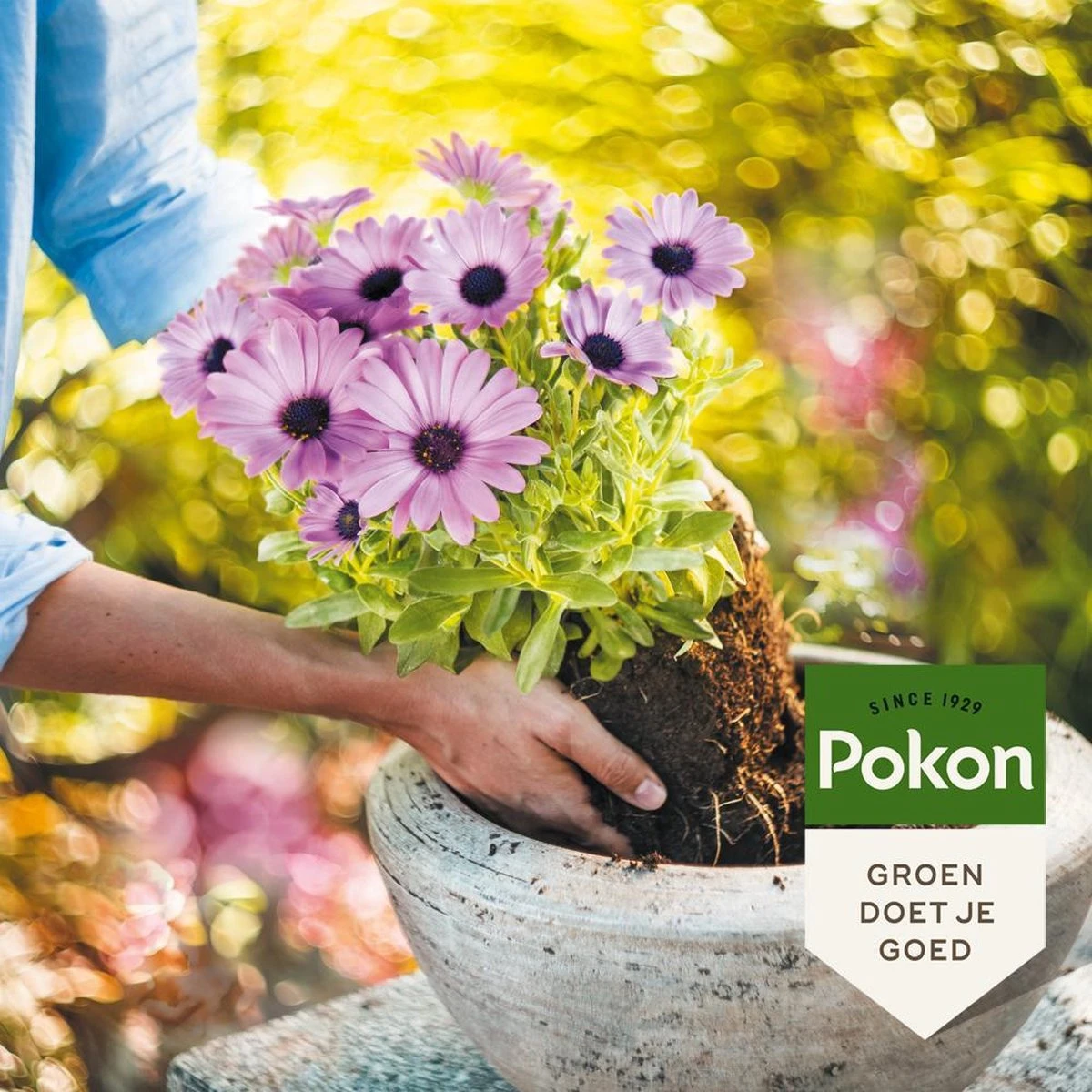 Pokon Potgrond Langwerkend - 20l - Universele Potgrond - 180 Dagen Voeding - Afbeelding 4