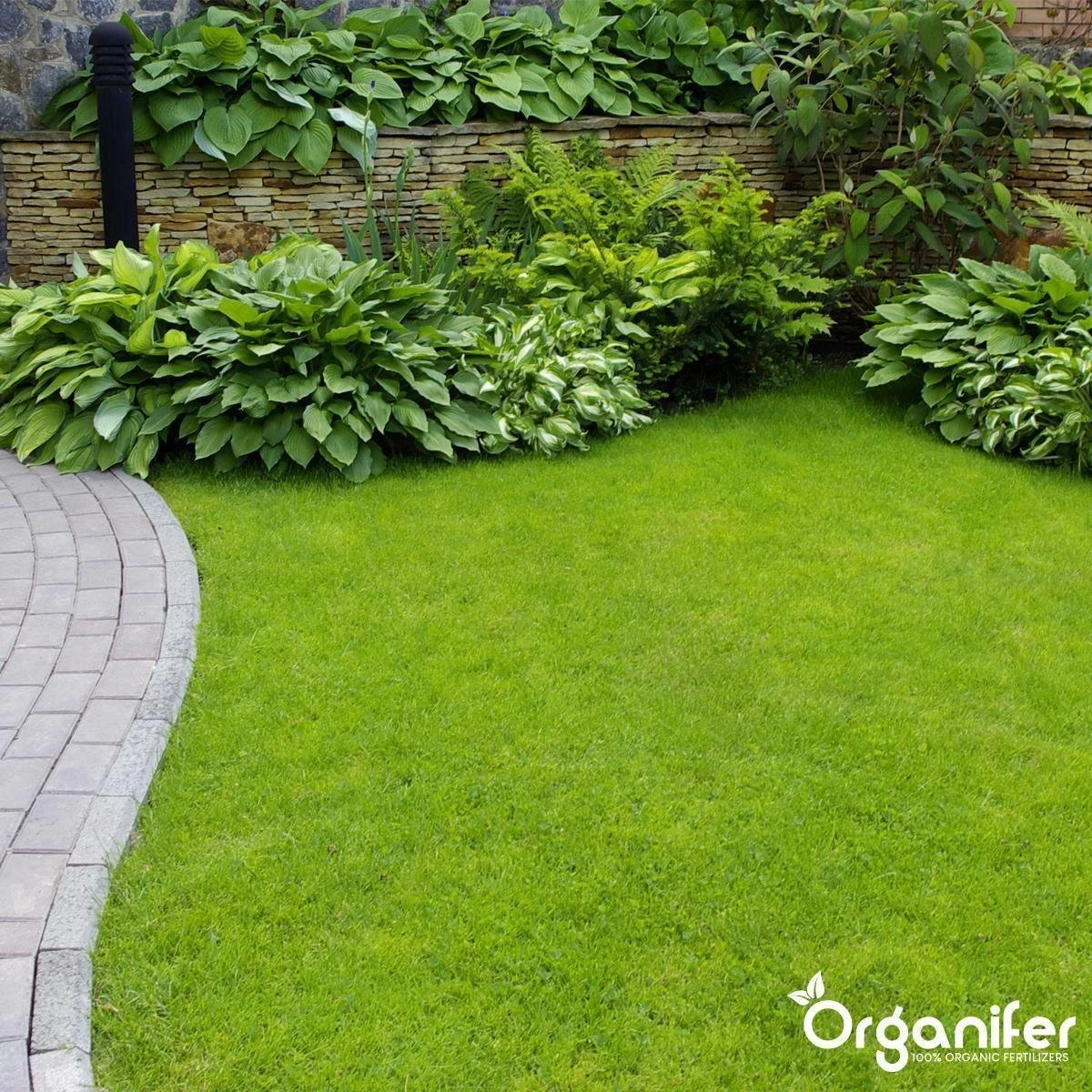 Koemestkorrels 3in1 (20Kg Voor 200m2) Allround Organische Meststof - Direct Opneembare Voeding - Langdurige Werking > 120 Dagen - Geurloos - Verbeterd Bodem - Lavameel Toevoeging - Versterkt Gras En Planten - Organifer - Afbeelding 5