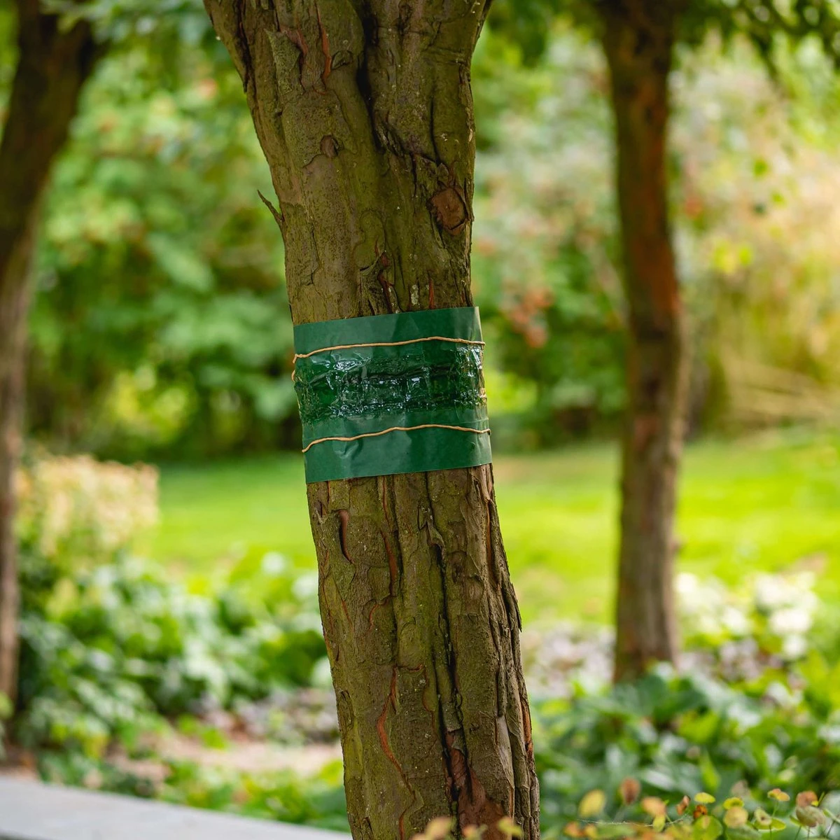 ECOstyle Lijmband Beschermt Tegen Schadelijke Insecten - Werkt Tegen Mieren, Wintervlinder, Bladluis En Meer - Weerbestendig - 2,5 M Lijmband & 6 M Touw - Afbeelding 2