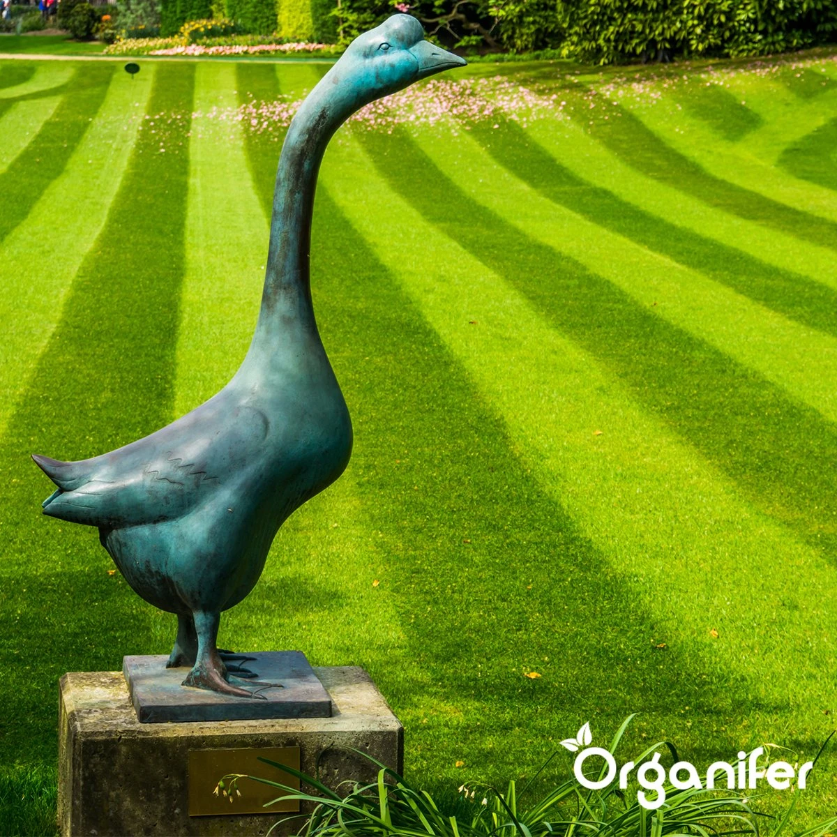 IJzersulfaat Meststof – Mos Verwijderaar – 5kg -Voor 250m2 (organifer) - Afbeelding 8