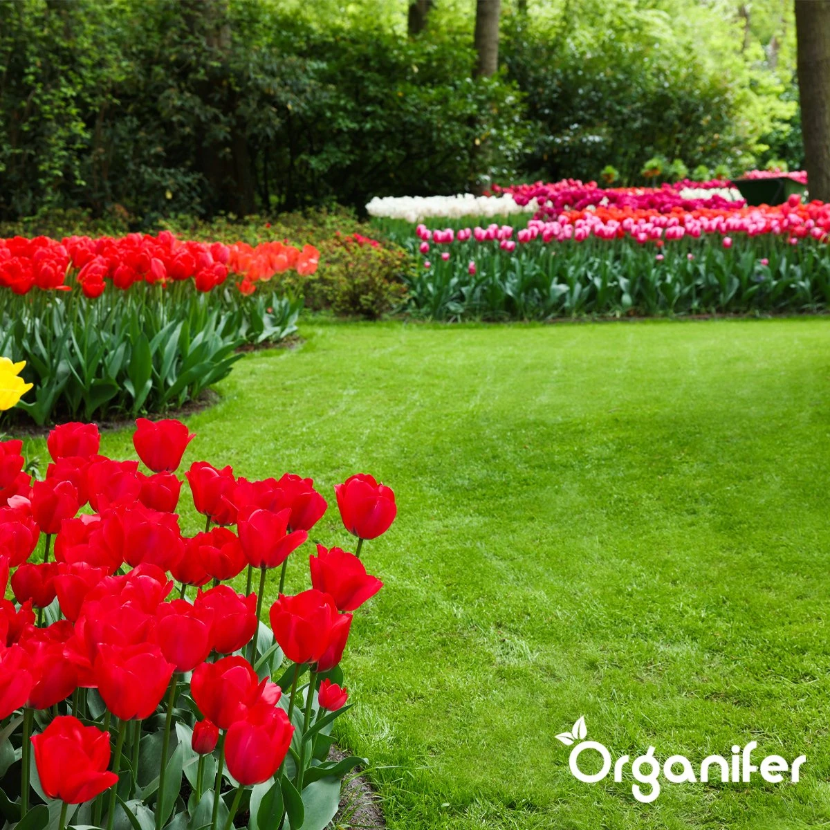 IJzersulfaat Meststof – Mos Verwijderaar – 5kg -Voor 250m2 (organifer) - Afbeelding 9