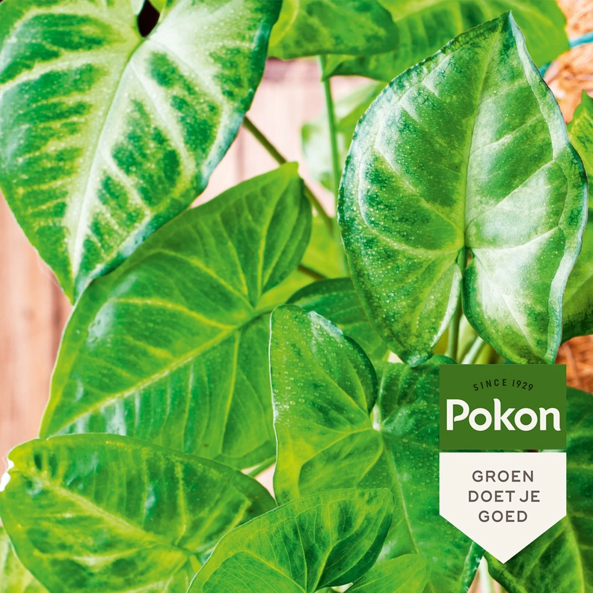 Pokon Bladglans 250ml - Afbeelding 2