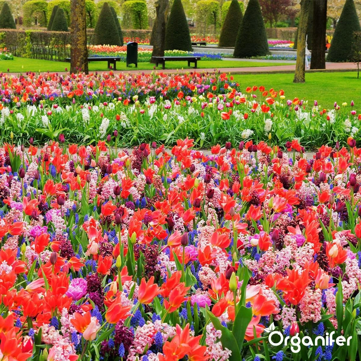 Lavameel Uit Eifel Oergesteente (20Kg Voor 200m2) Organifer - Afbeelding 8