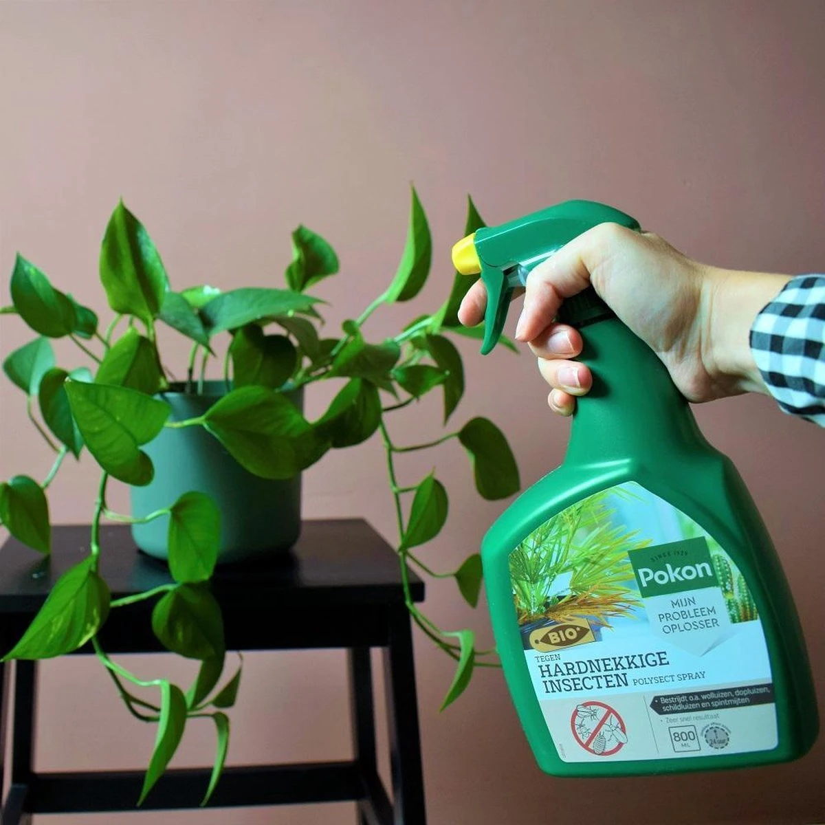 Pokon Bio Tegen Hardnekkige Insecten Spray - 800ml - Kant-en-klaar - Zichtbaar Effect Binnen 24 Uur - Bestrijdt O.a. Wolluizen, Dopluizen, Schildluizen En Spintmijten - Afbeelding 2