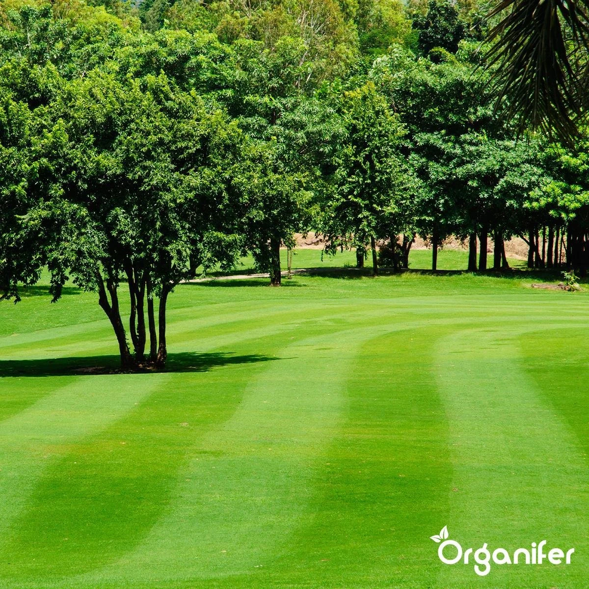 Kalk Korrel Meststof Verrijkt Met Magnesium (5Kg - Voor 100m2) Voor Dieper Bladgroen (+PH) Speciaal Voor Gazon, Perken, Moestuin En Openbaar Groen - Organifer - Afbeelding 12