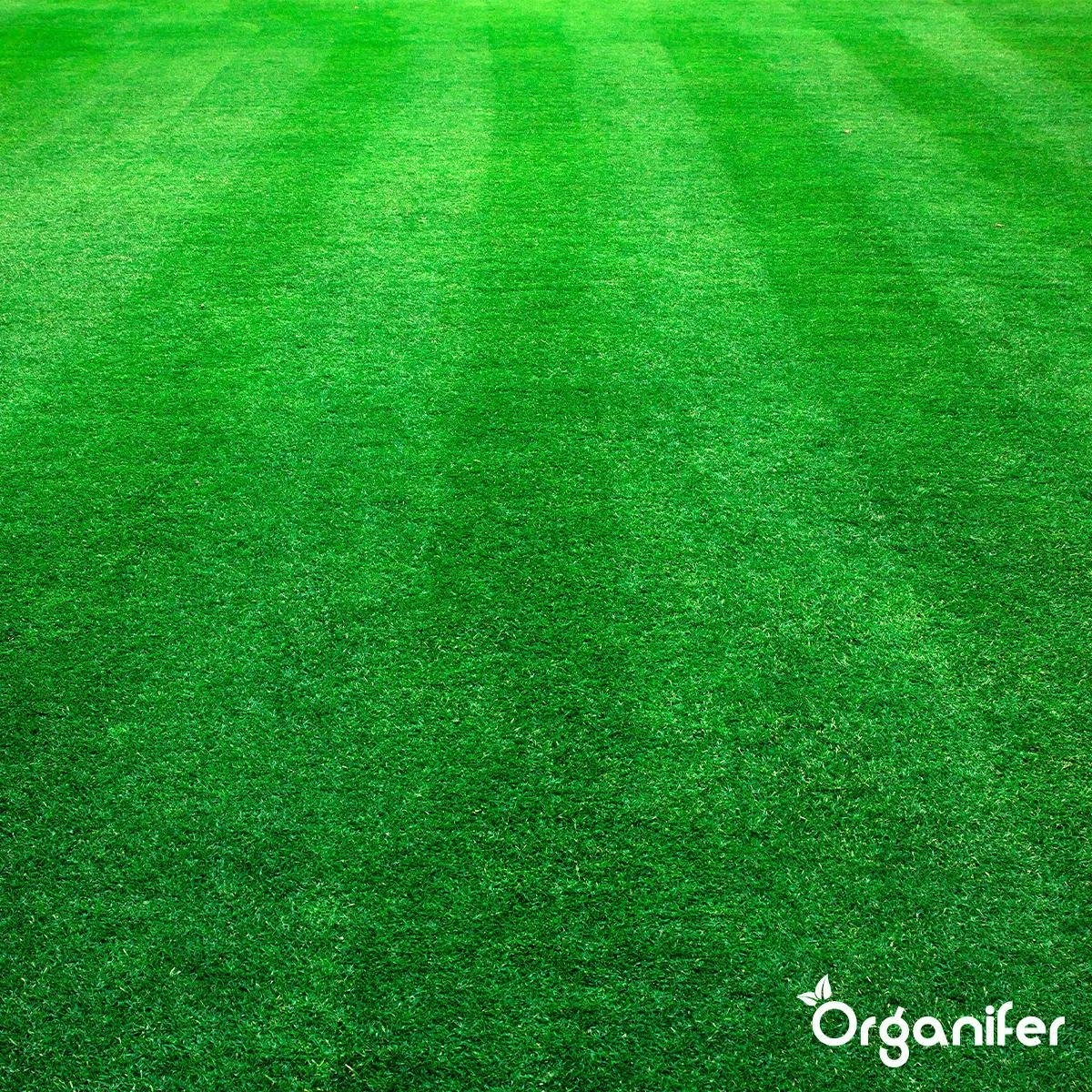 Kalk Korrel Meststof Verrijkt Met Magnesium (5Kg - Voor 100m2) Voor Dieper Bladgroen (+PH) Speciaal Voor Gazon, Perken, Moestuin En Openbaar Groen - Organifer - Afbeelding 13