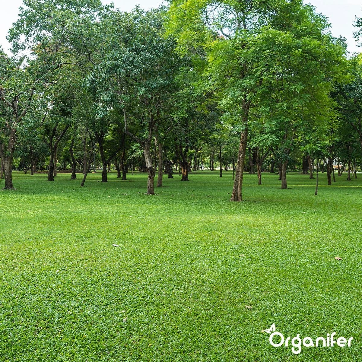Kalk Korrel Meststof Verrijkt Met Magnesium (5Kg - Voor 100m2) Voor Dieper Bladgroen (+PH) Speciaal Voor Gazon, Perken, Moestuin En Openbaar Groen - Organifer - Afbeelding 14
