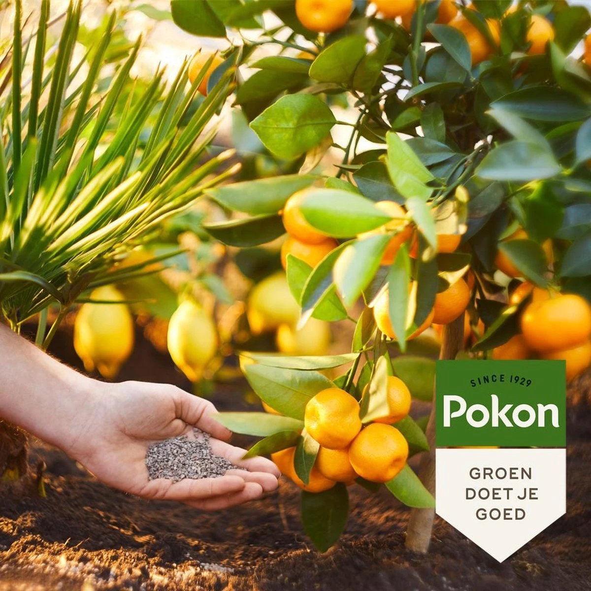 Pokon Mediterrane Planten Mest - 1kg - Meststof - 3-in-1 Werking - Afbeelding 4