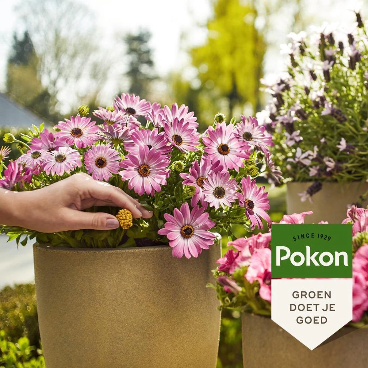 Pokon Voedingskegels Voor Terras- & Balkonplanten - 40 Stuks - 180 Dagen Voeding - Plantenvoeding - Afbeelding 4
