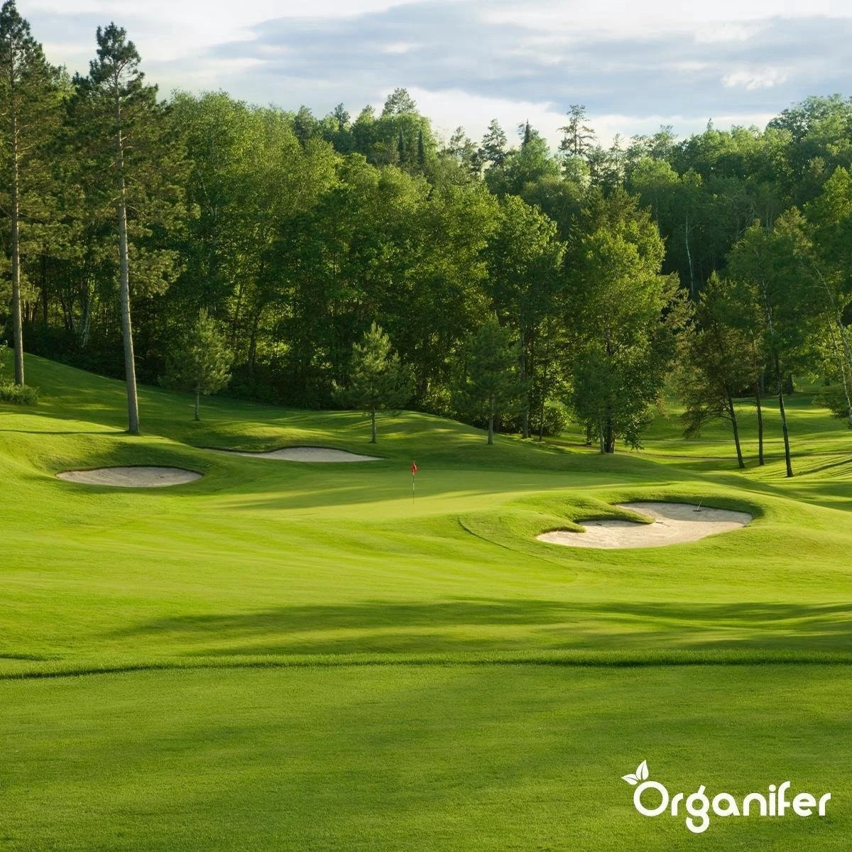 Kalk Korrel Meststof Verrijkt Met Magnesium (20Kg - Voor 400m2) Voor Dieper Bladgroen (+PH) Speciaal Voor Gazon, Perken, Moestuin En Openbaar Groen - Organifer - Afbeelding 7