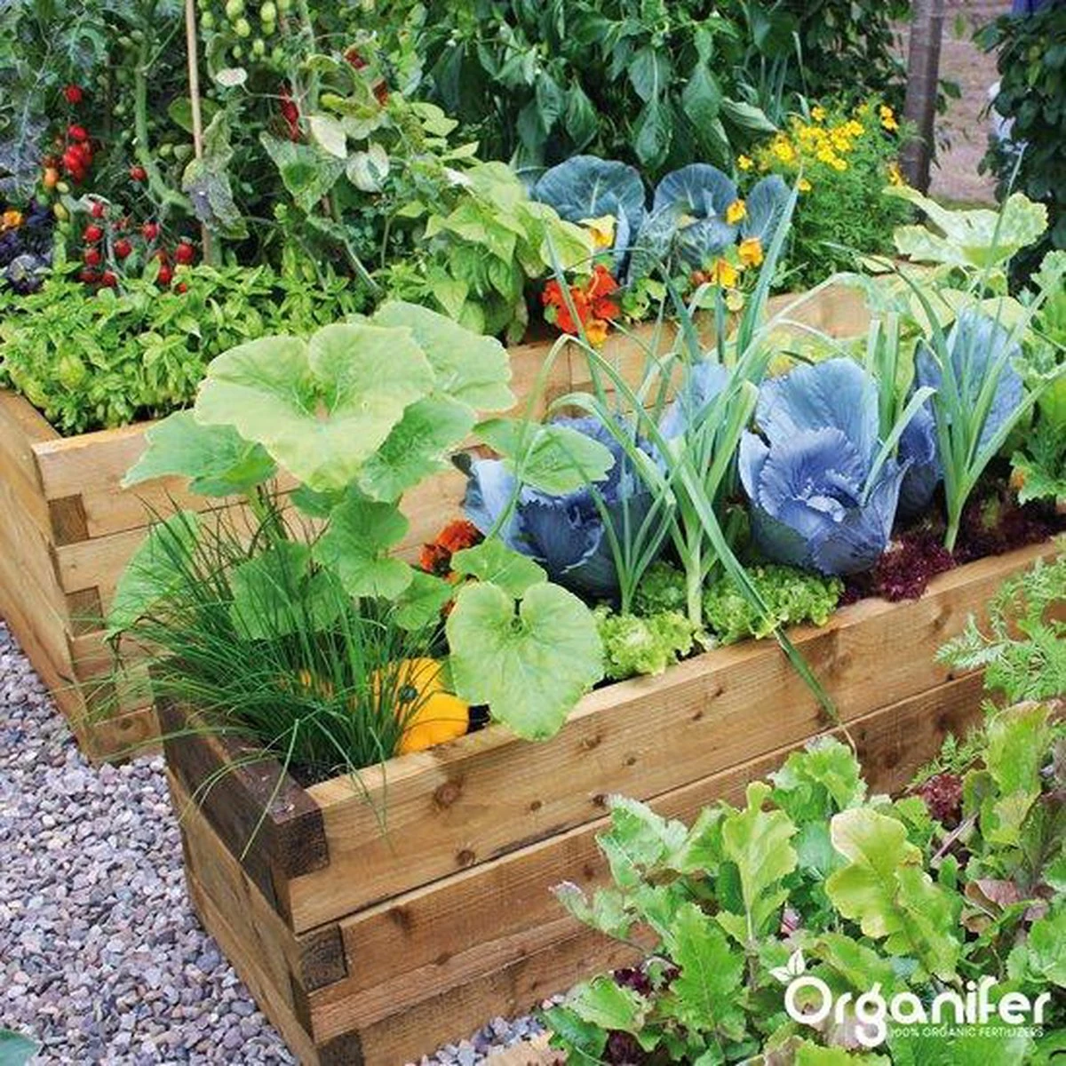 Kalk Korrel Meststof Verrijkt Met Magnesium (20Kg - Voor 400m2) Voor Dieper Bladgroen (+PH) Speciaal Voor Gazon, Perken, Moestuin En Openbaar Groen - Organifer - Afbeelding 17