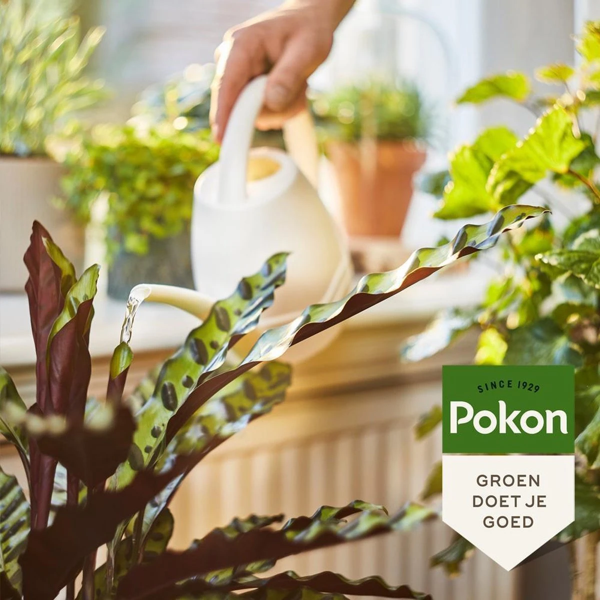 Pokon Bio Kamerplanten Voeding - 500ml - Plantenvoeding (bio) - 7ml Per 1L Water - Afbeelding 5