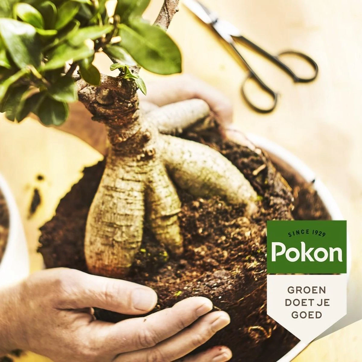 Pokon Bonsai Voeding - 250ml - Plantenvoeding - 10ml Per 1L Water - Afbeelding 5