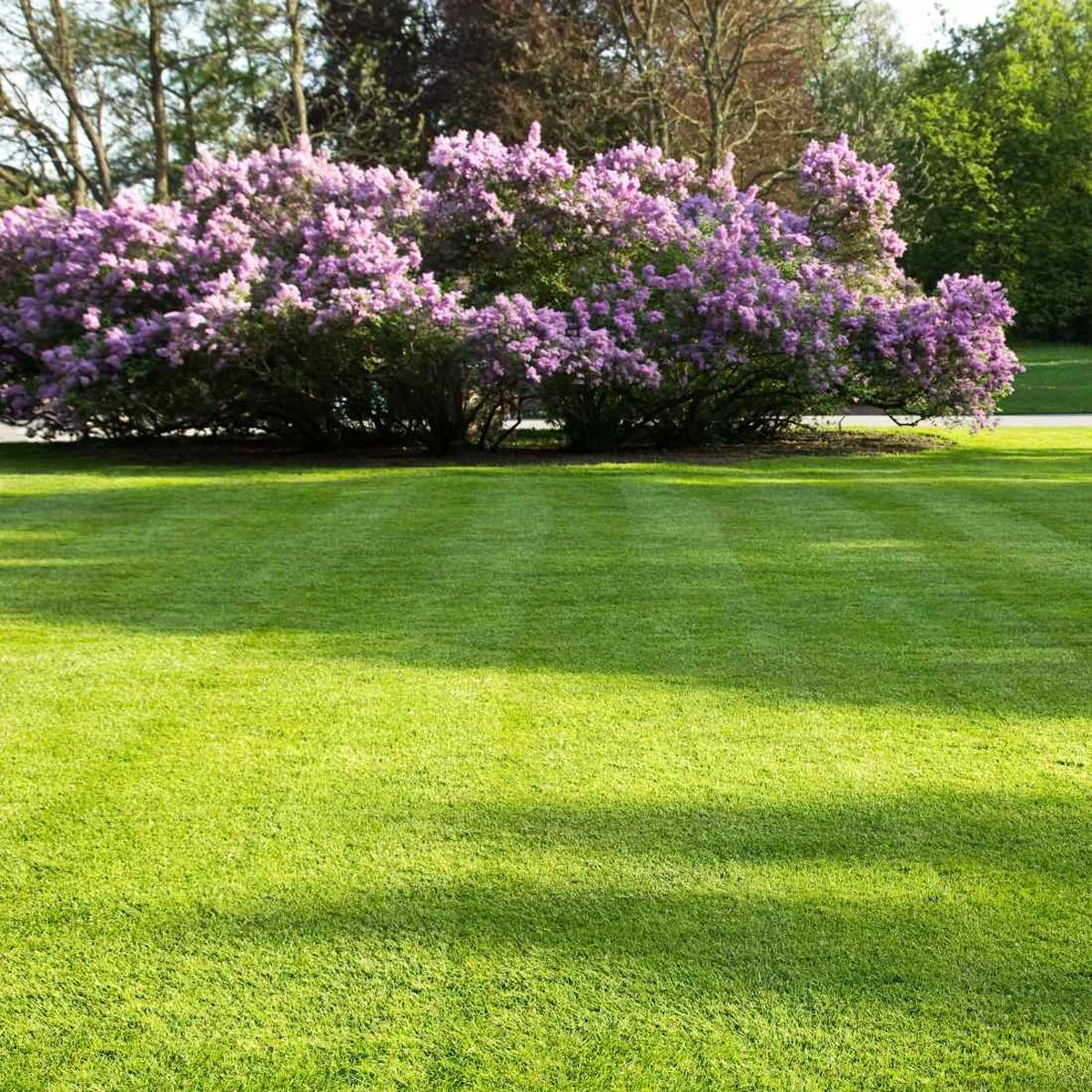 Snelwerkende Gazonmest Voor 100m² Gras | Meststof Voor Lente En Zomer | Ideaal Voor Meststofstrooier | Gazonbemesting - Afbeelding 7